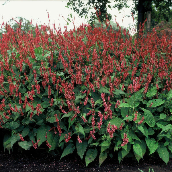 Persicaria amplexicaulis (6 stuks)