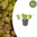 Epimedium perralchicum 'Frohnleiten' (6 stuks)