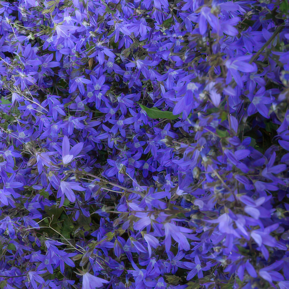 Campanula poscharskyana 'Stella' (6 stuks)