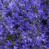 Campanula poscharskyana 'Stella' (6 stuks)