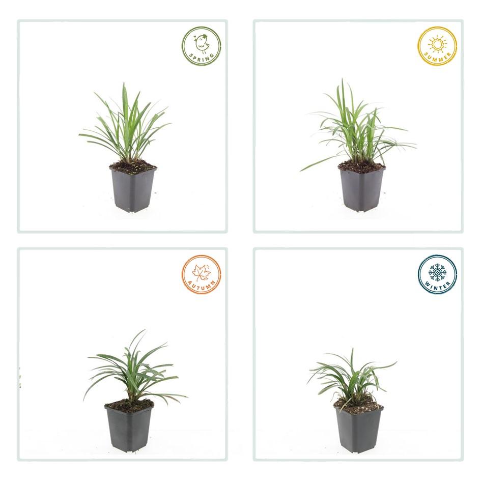Liriope muscari 'Monroe White' (6 stuks)
