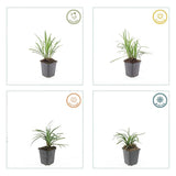 Liriope muscari 'Monroe White' (6 stuks)