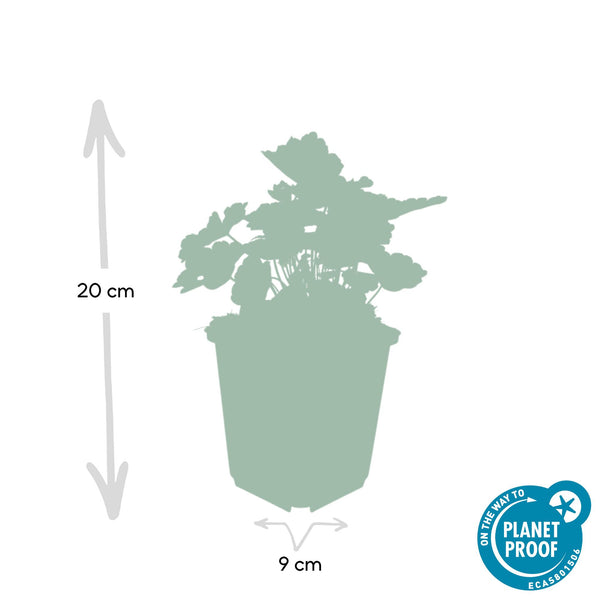 Heuchera micrantha 'Palace Purple' (6 stuks)