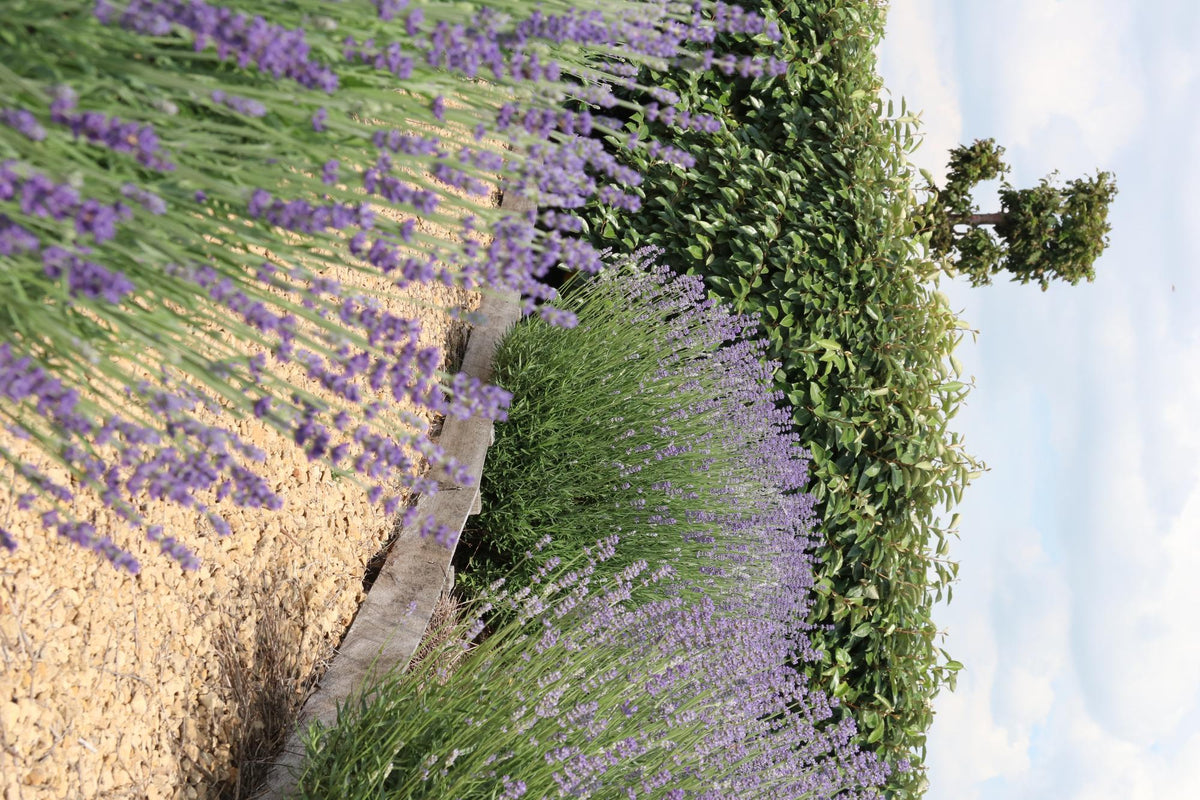 Lavandula angustifolia (12 stuks)