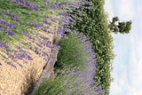 Lavandula angustifolia (12 stuks)