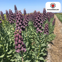 Verpakking — Fritillaria / Keizerskroon Purple Favorite 5 stuks