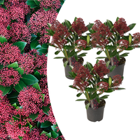 Verpakking — Skimmia japonica 'Rubella' (3 stuks)