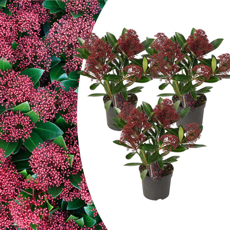 Skimmia japonica 'Rubella' (3 stuks)