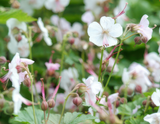 Geranium cantabrigiense 'Biokovo' (6 stuks)