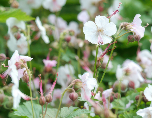 Geranium cantabrigiense 'Biokovo' (6 stuks)