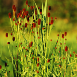 Sanguisorba officinalis 'Tanna' (6 stuks)
