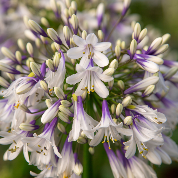 Agapanthus 'Fireworks'  23cm AANBIEDING 20% korting