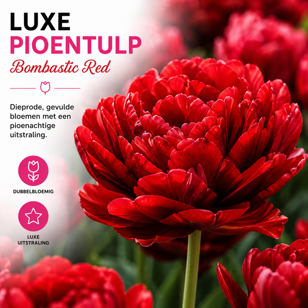 Tulpenbollen Bombastic Red Rode Pioentulp – Dubbelbloemig