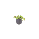 Symphytum grandiflorum 'Wisley Blue' (6 stuks)