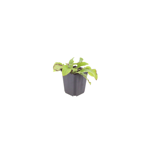Symphytum grandiflorum 'Wisley Blue' (6 stuks)
