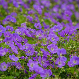 Geranium 'Azure Rush' (6 stuks)