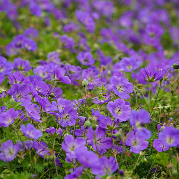 Geranium 'Azure Rush' (6 stuks)
