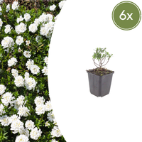 Verpakking — Iberis sempervirens 'Schneeflocke' (6 stuks)