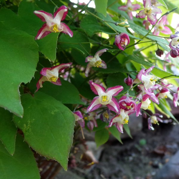 Epimedium x rubrum (6 stuks)