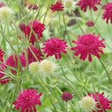 Knautia macedonica (6 stuks)