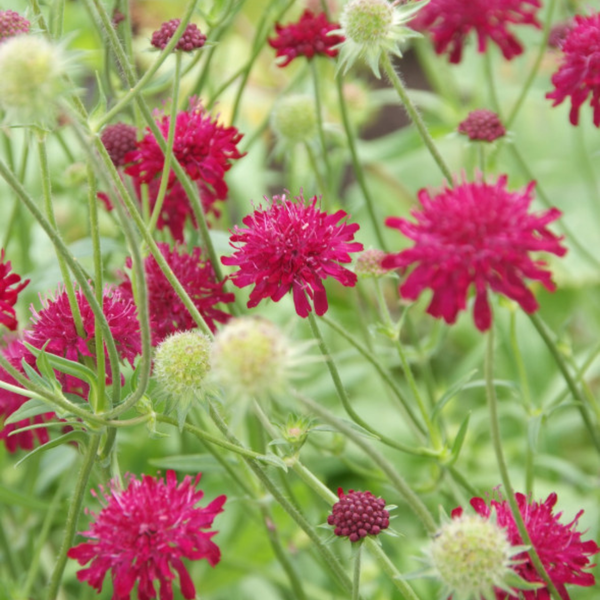 Knautia macedonica (6 stuks)
