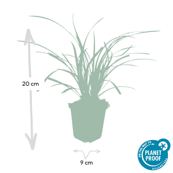 Carex morrowii 'Ice Dance' (6 stuks)
