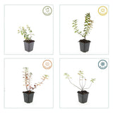 Hypericum dummeri 'Peter Dummer' (6 stuks)