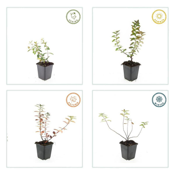 Hypericum dummeri 'Peter Dummer' (6 stuks)