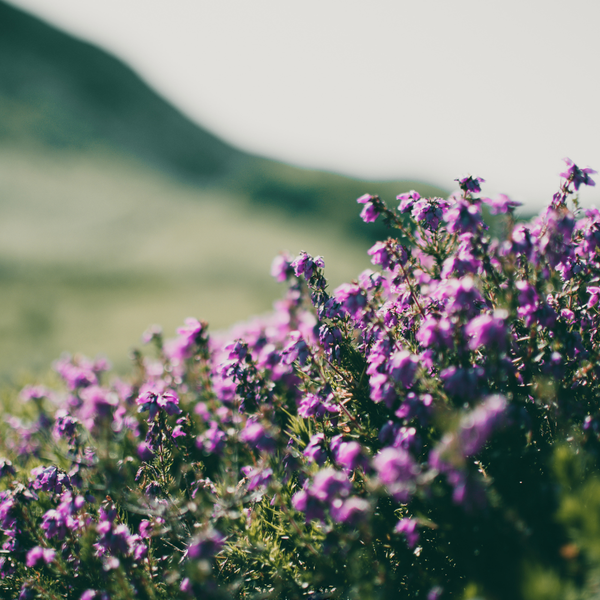 Thymus praecox 'Purple Beauty' (6 stuks)