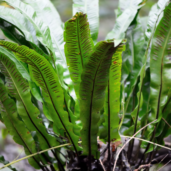 Asplenium scolopendrium (6 stuks)