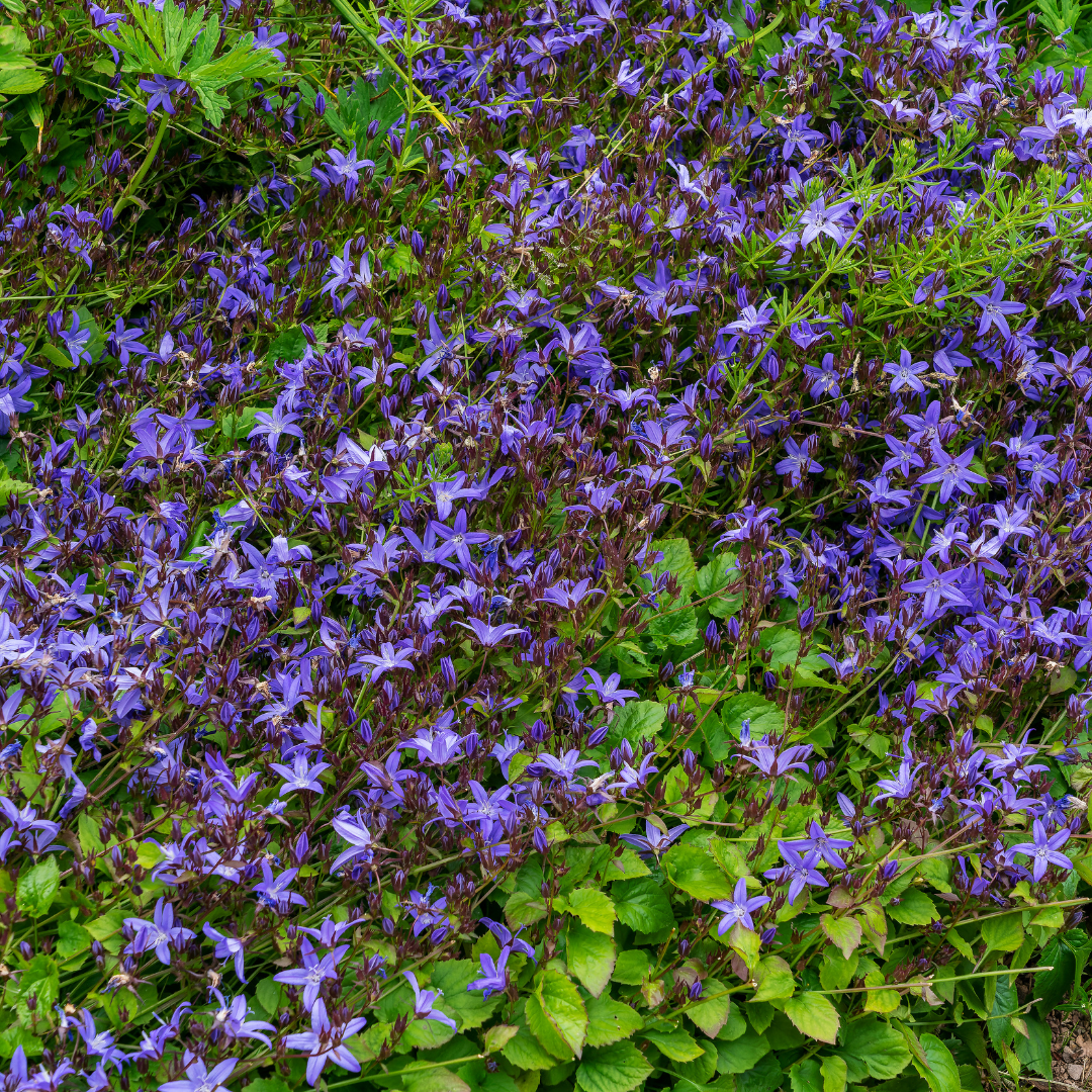 Campanula poscharskyana (6 stuks)