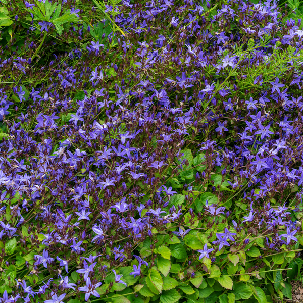 Campanula poscharskyana (6 stuks)