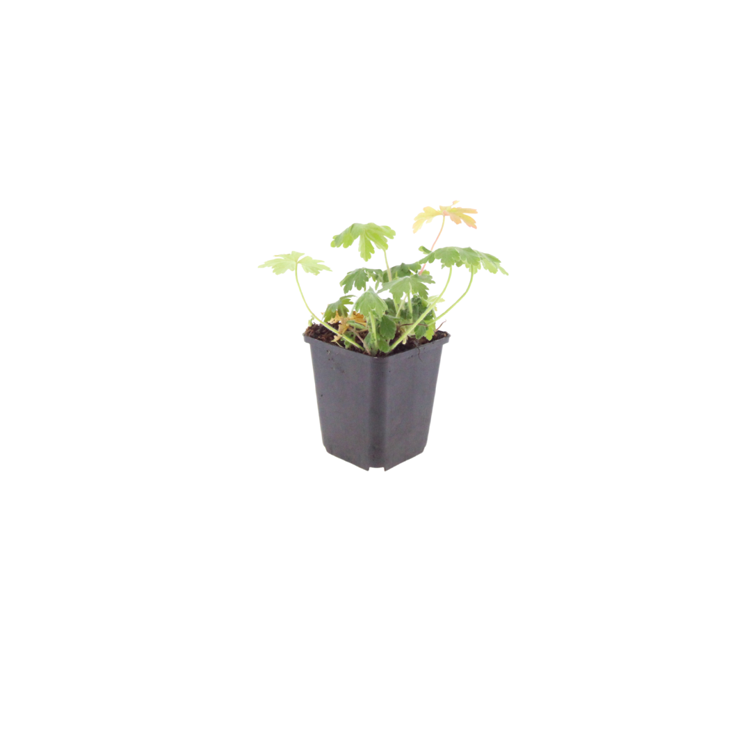 Geranium macrorrhizum 'Bevan's Variety' (6 stuks)