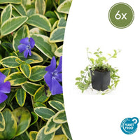 Verpakking — Vinca minor 'Aureovariegata' (6 stuks)