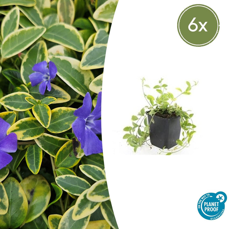 Vinca minor 'Aureovariegata' (6 stuks)
