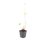 Persicaria amplexicaulis 'Alba' (6 stuks)