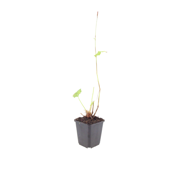Persicaria amplexicaulis 'Alba' (6 stuks)