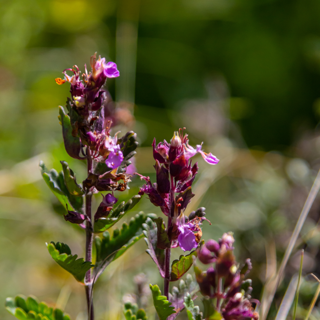 Teucrium chamaedrys (6 stuks)