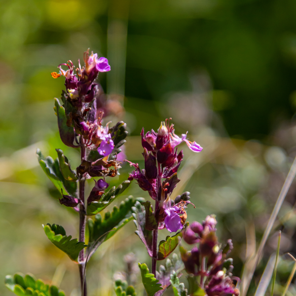 Teucrium chamaedrys (6 stuks)