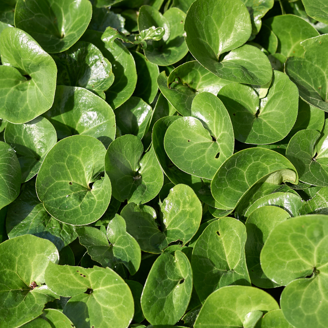 Asarum europaeum (6 stuks)