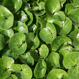 Asarum europaeum (6 stuks)