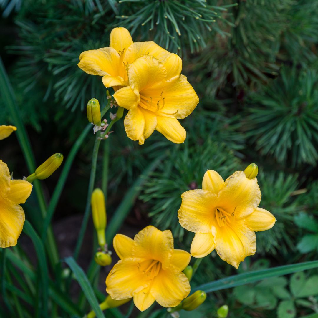 Hemerocallis 'Stella de Oro' (6 stuks)