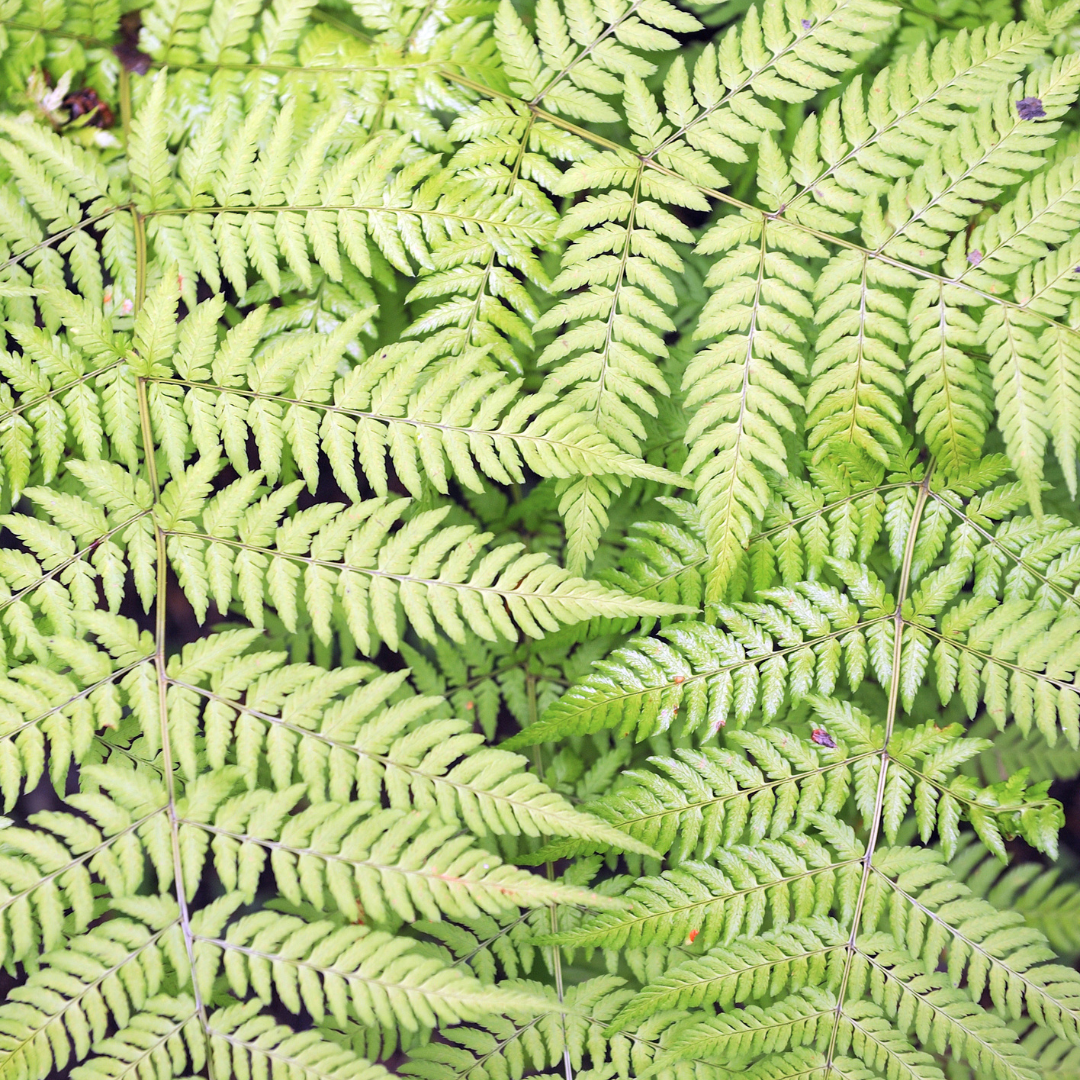Dryopteris filix-mas (6 stuks)
