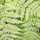 Dryopteris filix-mas (6 stuks)