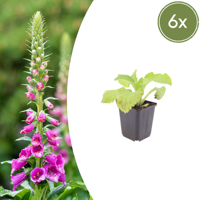 Digitalis purpurea (6 stuks)
