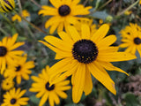 Rudbeckia fulgida 'Goldsturm' (6 stuks)