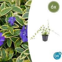 Verpakking — Vinca minor 'Blue and Gold' (6 stuks)