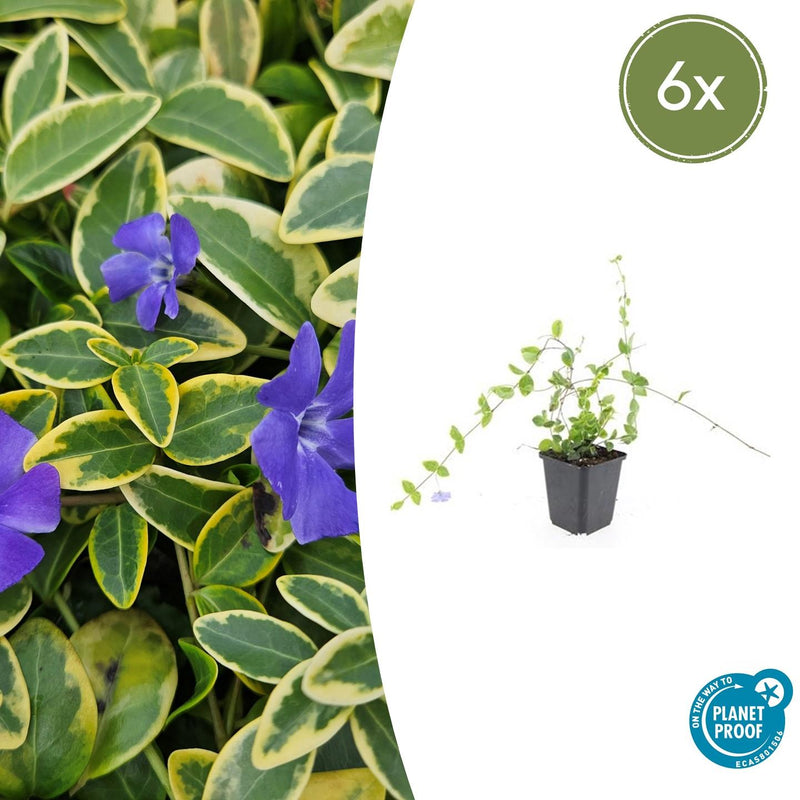 Vinca minor 'Blue and Gold' (6 stuks)