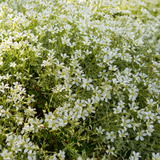 Cerastium tomentosum (6 stuks)