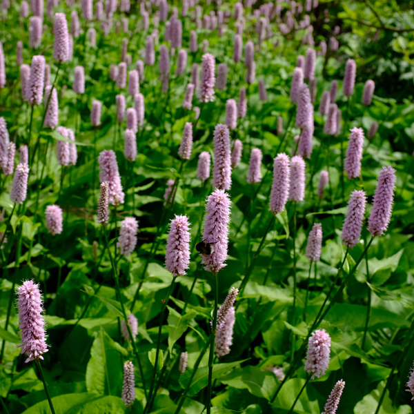 Persicaria affinis 'Superba' (6 stuks)